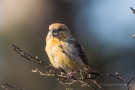 Kiefernkreuzschnabel (Loxia pytyopsittacus) Driebergen (NL)