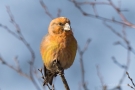 Kiefernkreuzschnabel (Loxia pytyopsittacus) Driebergen (NL)