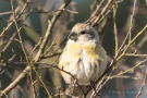 Kiefernkreuzschnabel (Loxia pytyopsittacus) Driebergen (NL)