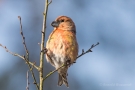 Kiefernkreuzschnabel (Loxia pytyopsittacus) Driebergen (NL)