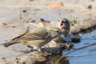 Kiefernkreuzschnäbel (Loxia pytyopsittacus) an der Wasserstelle