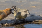 Kiefernkreuzschnäbel (Loxia pytyopsittacus) an der Wasserstelle