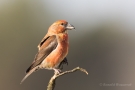 Fichtenkreuzschnabel (Loxia curvirostra) Driebergen (NL)