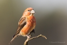 Fichtenkreuzschnabel (Loxia curvirostra) Driebergen (NL)