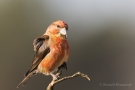 Fichtenkreuzschnabel (Loxia curvirostra) Driebergen (NL)