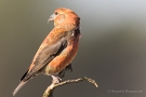 Fichtenkreuzschnabel (Loxia curvirostra) Driebergen (NL)