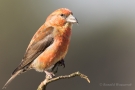 Fichtenkreuzschnabel (Loxia curvirostra) Driebergen (NL)