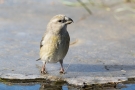 Kiefernkreuzschnabel (Loxia pytyopsittacus) an der Wasserstelle