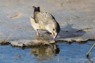 Kiefernkreuzschnabel (Loxia pytyopsittacus) an der Wasserstelle