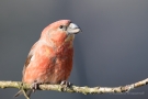 Kiefernkreuzschnabel (Loxia pytyopsittacus) Driebergen (NL)