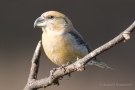 Kiefernkreuzschnabel (Loxia pytyopsittacus) Driebergen (NL)