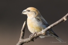 Kiefernkreuzschnabel (Loxia pytyopsittacus) Driebergen (NL)