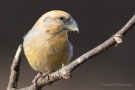 Kiefernkreuzschnabel (Loxia pytyopsittacus) Driebergen (NL)