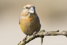 Kiefernkreuzschnabel (Loxia pytyopsittacus) Driebergen (NL)