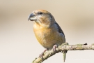 Kiefernkreuzschnabel (Loxia pytyopsittacus) Driebergen (NL)