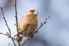 Kiefernkreuzschnabel (Loxia pytyopsittacus) Driebergen (NL)