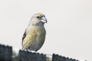 Kiefernkreuzschnabel (Loxia pytyopsittacus) Driebergen (NL)