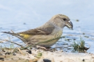 Kiefernkreuzschnabel (Loxia pytyopsittacus) an der Wasserstelle