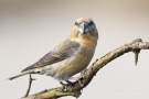 Kiefernkreuzschnabel (Loxia pytyopsittacus) Driebergen (NL)