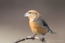 Kiefernkreuzschnabel (Loxia pytyopsittacus) Driebergen (NL)