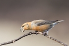 Kiefernkreuzschnabel (Loxia pytyopsittacus) Driebergen (NL)