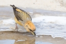 Kiefernkreuzschnabel (Loxia pytyopsittacus) an der Wasserstelle