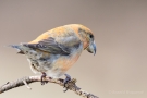 Kiefernkreuzschnabel (Loxia pytyopsittacus) Driebergen (NL)