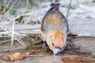 Kiefernkreuzschnabel (Loxia pytyopsittacus) an der Wasserstelle