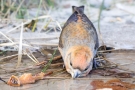 Kiefernkreuzschnabel (Loxia pytyopsittacus) an der Wasserstelle