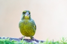 Grünfink (Chloris chloris, Syn.: Carduelis chloris)