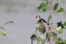 Stieglitz (Carduelis carduelis)