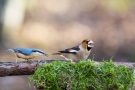 Kernbeißer (Coccothraustes coccothraustes) mit Kleiber