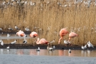 Chileflamingos Zwillbrocker Venn