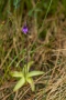 Blüte des Gemeinen Fettkrauts (Pinguicula vulgaris)