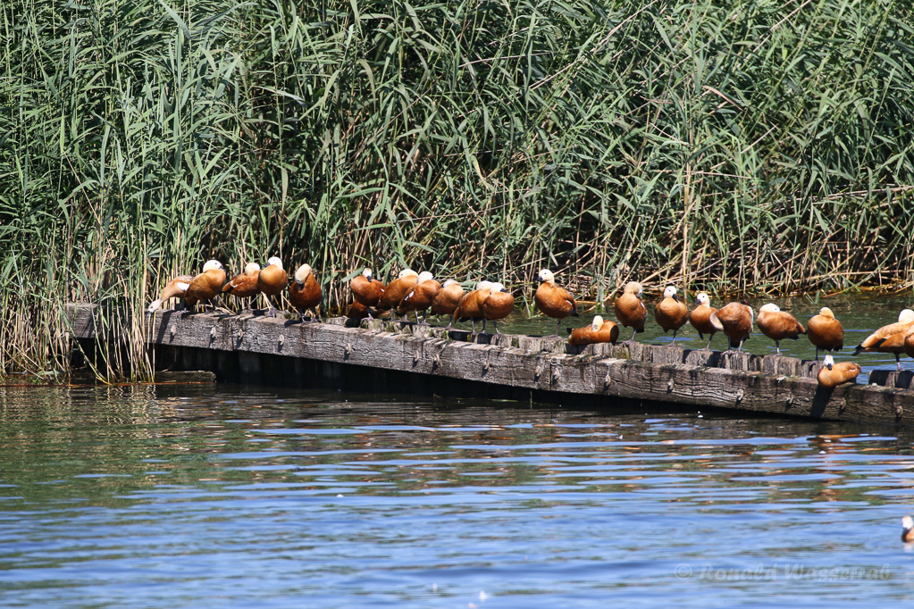 Rastende (nicht: rostende!) Rostgänse (Tadorna ferruginea)