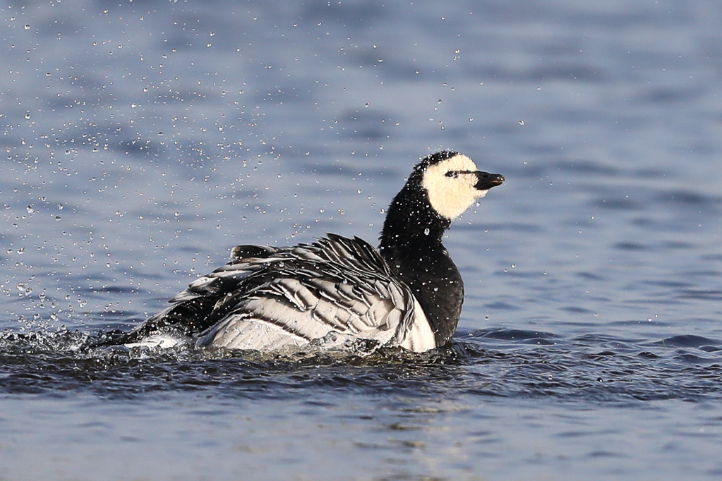 Badende Weißwangengans (Branta leucopsis) im Katinger Watt