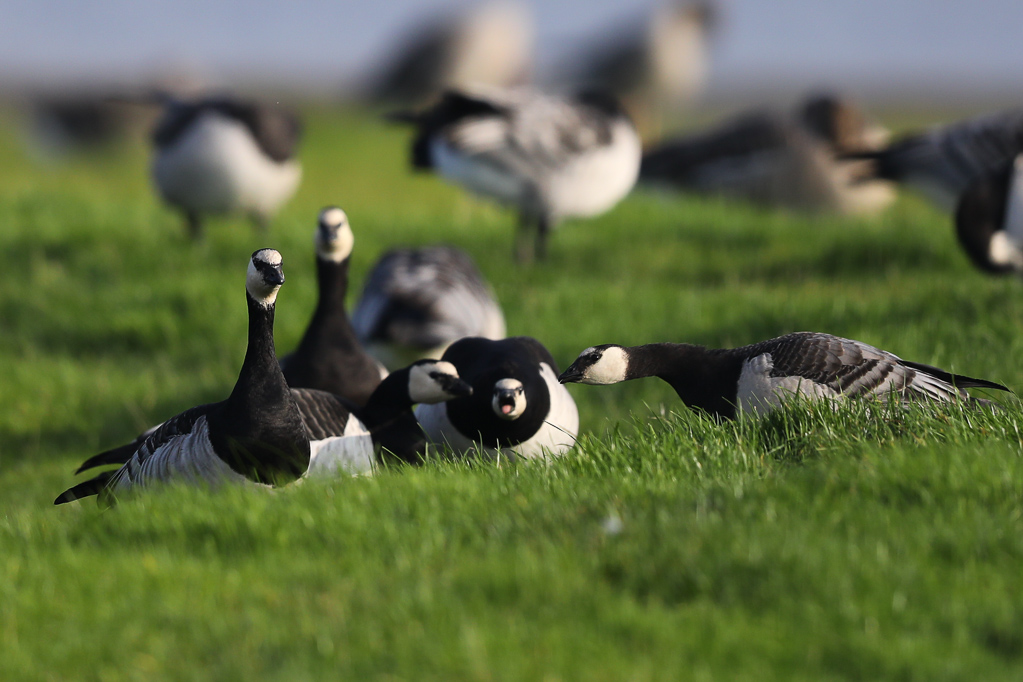 Weißwangengänse (Branta leucopsis) im Katinger Watt