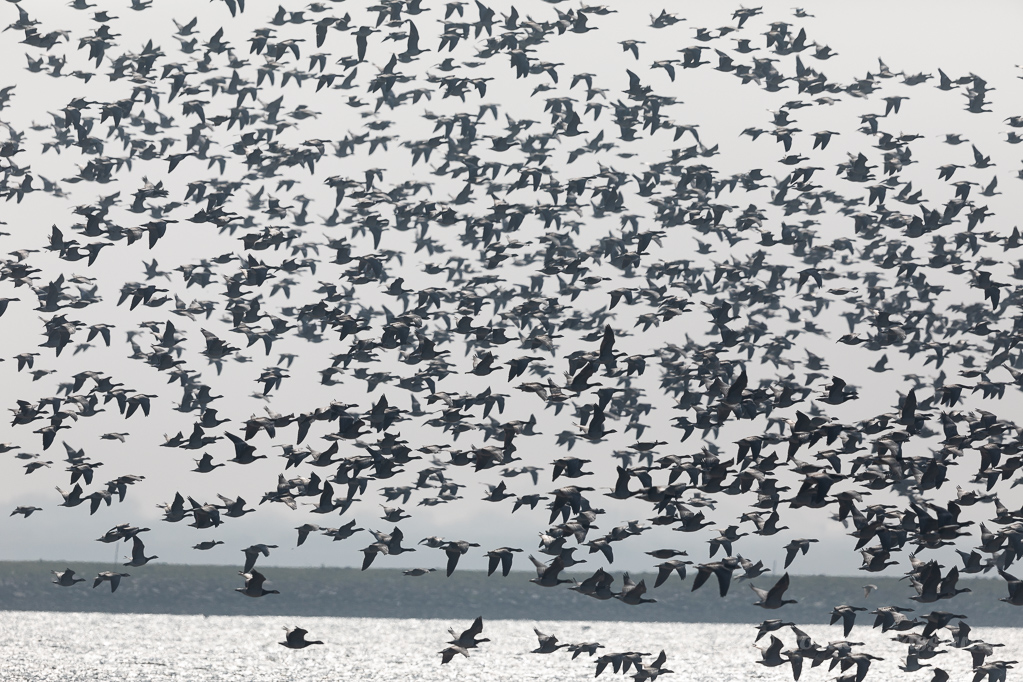 Weißwangengänse (Nonnengänse) (Branta leucopsis)