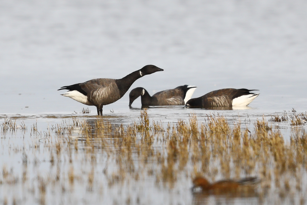 Dunkelbäuchige Ringelgänse (Branta bernicla bernicla)