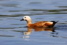 Schwimmende Rostgans (Tadorna ferruginea)