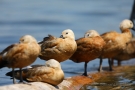Ruhende Rostgänse (Tadorna ferruginea) in Moos
