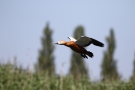 Fliegende Rostgans (Tadorna ferruginea)