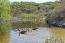 Graugans-Familie (Anser anser) im Grillteich Helgoländer Düne