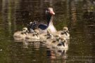 Graugans-Familie (Anser anser) im Grillteich Helgoländer Düne