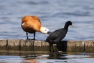 Rostgans (Tadorna ferruginea) vertreibt Blässhuhn (Fulica atra)