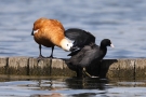 Rostgans (Tadorna ferruginea) vertreibt Blässhuhn (Fulica atra)