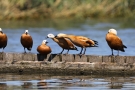 Kosende Rostgänse (Tadorna ferruginea)