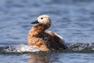 Badende Rostgans (Tadorna ferruginea)