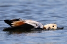 Badende Rostgans (Tadorna ferruginea)