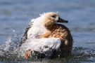 Badende Rostgans (Tadorna ferruginea)